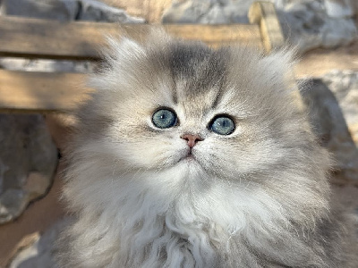 CHATON - British Shorthair et Longhair