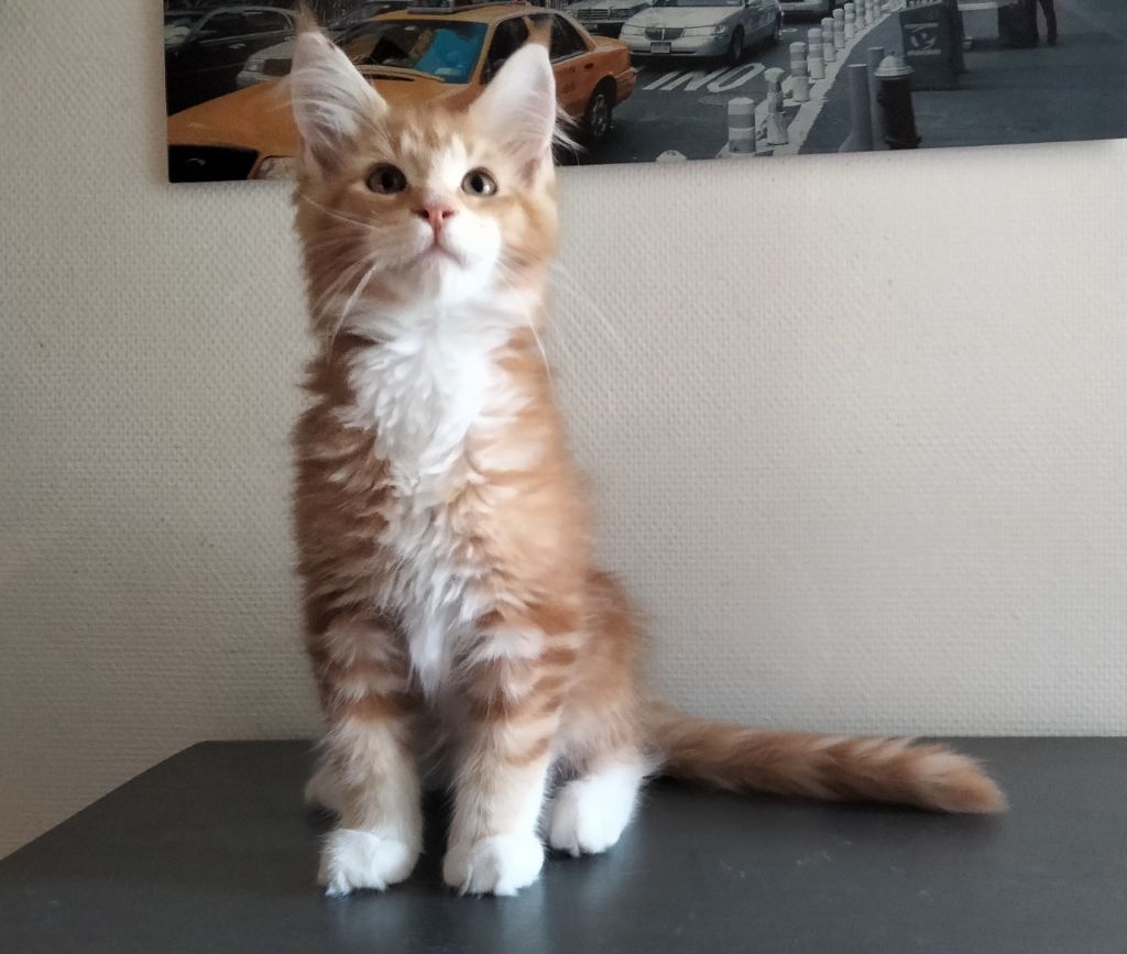 Of Wild's River - VIBREUR magnifique chaton mâle Maine Coon