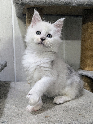 Under The Snow - Chaton disponible  - Maine Coon