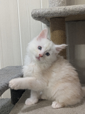 Under The Snow - Chaton disponible  - Maine Coon