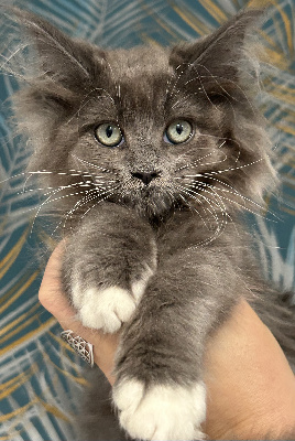 Amazing Grace - Chaton disponible  - Maine Coon