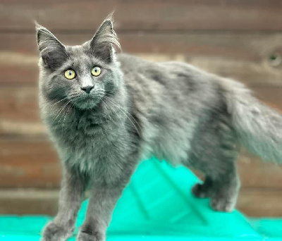 CHATON - Maine Coon