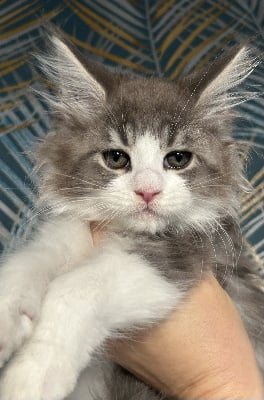 Amazing Grace - Chaton disponible  - Maine Coon