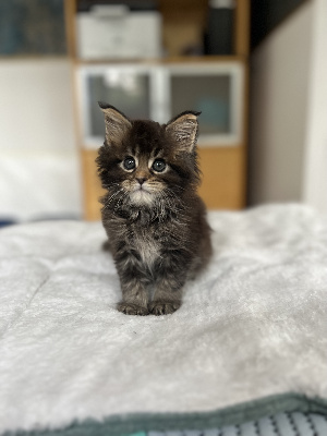 VECCHIO - Maine Coon