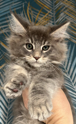 Amazing Grace - Chaton disponible  - Maine Coon