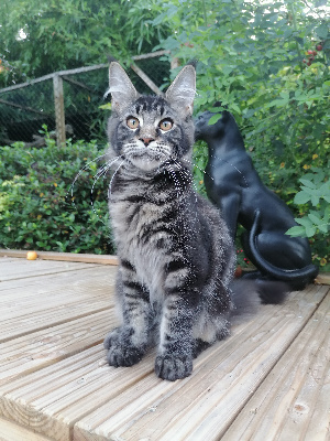 De L'Enclos Du Bonheur - Chaton disponible  - Maine Coon