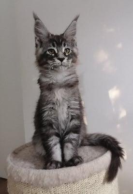 De L'Enclos Du Bonheur - Chaton disponible  - Maine Coon