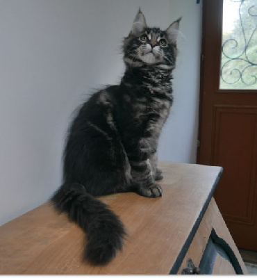 D'Olive&Grosminet - Chaton disponible  - Maine Coon