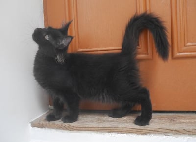 D'Olive&Grosminet - Chaton disponible  - Maine Coon