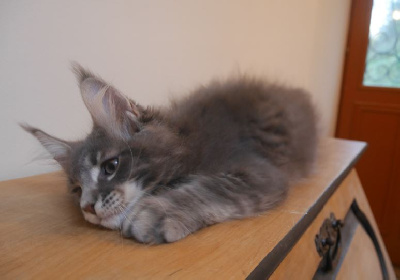 D'Olive&Grosminet - Chaton disponible  - Maine Coon