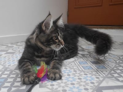 D'Olive&Grosminet - Chaton disponible  - Maine Coon