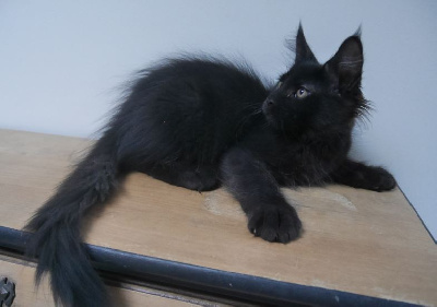 D'Olive&Grosminet - Chaton disponible  - Maine Coon