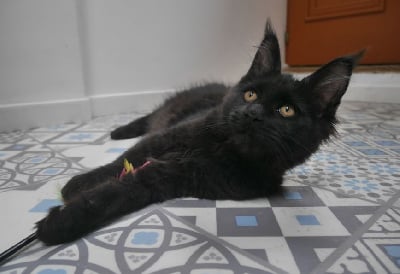 D'Olive&Grosminet - Chaton disponible  - Maine Coon