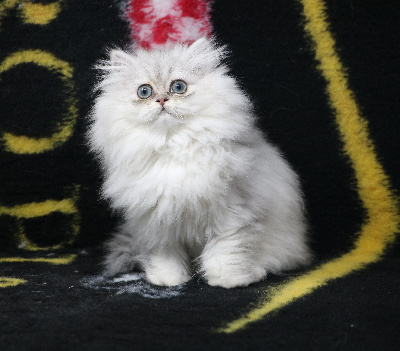 De Windy'stia - Chaton disponible  - Persan