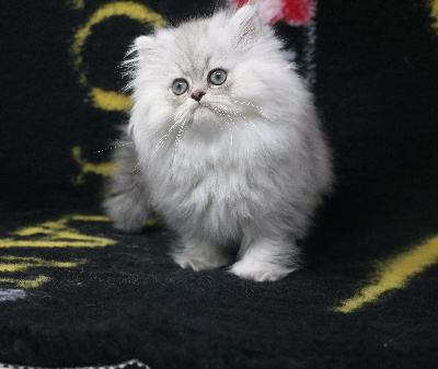 De Windy'stia - Chaton disponible  - Persan