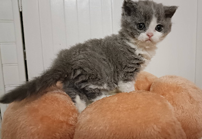 CHATON - Selkirk Rex poil court et poil long