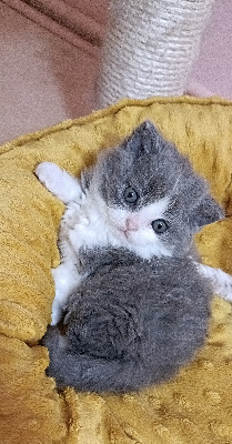 CHATON - Selkirk Rex poil court et poil long