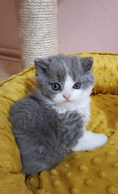 CHATON - Selkirk Rex poil court et poil long