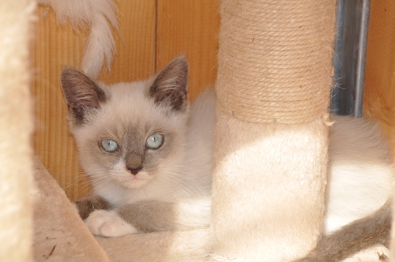 Chaton Scottish Fold Male Blue Pont Mâle Disponible En