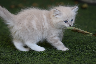 Sylvie Capuano - Chaton disponible  - Ragdoll