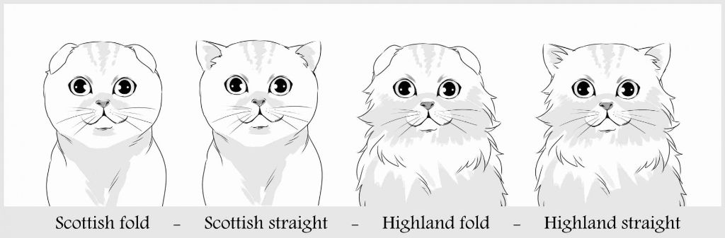 Les 4 variétés du Scottish & Highland