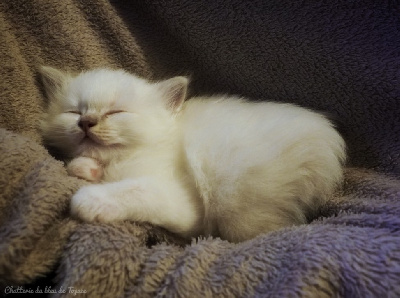 Du Bleu De Topaze - Chaton disponible  - Sacré de Birmanie