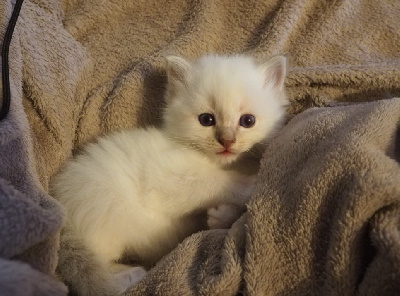 Du Bleu De Topaze - Chaton disponible  - Sacré de Birmanie