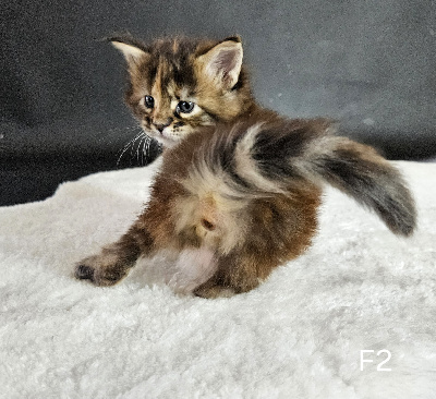 CHATON - Maine Coon