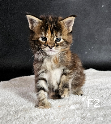 CHATON - Maine Coon