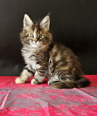 Maine Of Peyriere - Chaton disponible  - Maine Coon