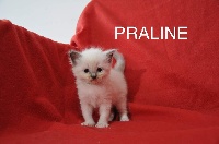 Praline