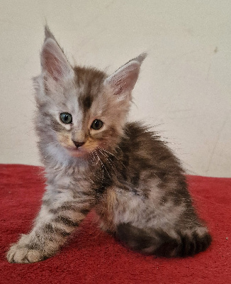 Leimgraben Et Coon's - Chaton disponible  - Maine Coon