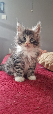 Leimgraben Et Coon's - Chaton disponible  - Maine Coon