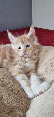 Leimgraben Et Coon's - Chaton disponible  - Maine Coon