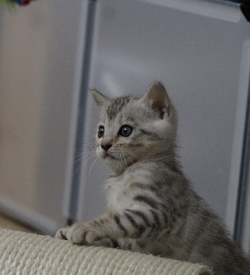 D'Atomic Sky - Chaton disponible  - Bengal