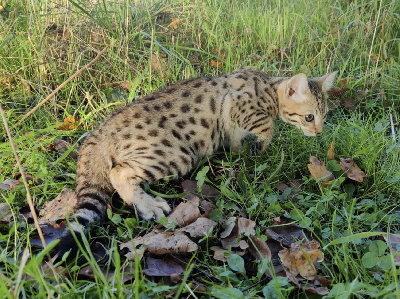 Abaca Savannah - Chaton disponible  - Savannah