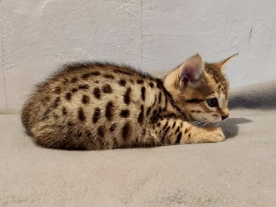 Abaca Savannah - Chaton disponible  - Savannah