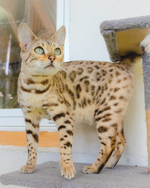 Maud Pottier Walle  - Chaton disponible  - Bengal