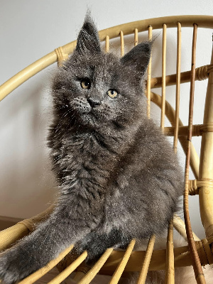 Of Little Poppy - Chaton disponible  - Maine Coon