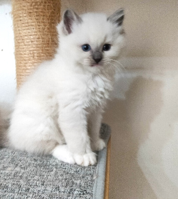 Aux Yeux De Safre - Chaton disponible  - Ragdoll