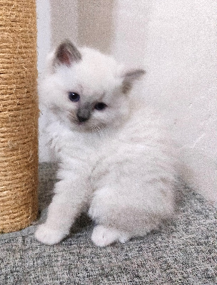 Aux Yeux De Safre - Chaton disponible  - Ragdoll