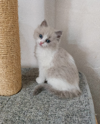 Aux Yeux De Safre - Chaton disponible  - Ragdoll