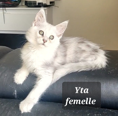 Des Célan D'Or - Chaton disponible  - Maine Coon