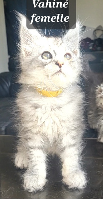 Des Célan D'Or - Chaton disponible  - Maine Coon