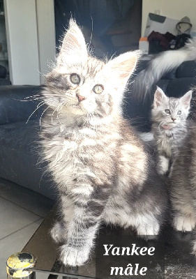 Des Célan D'Or - Chaton disponible  - Maine Coon