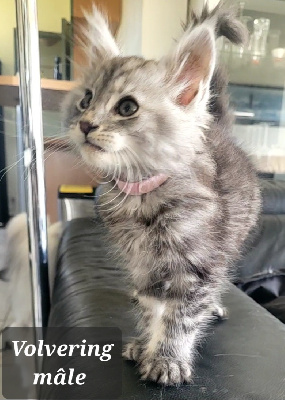 Des Célan D'Or - Chaton disponible  - Maine Coon