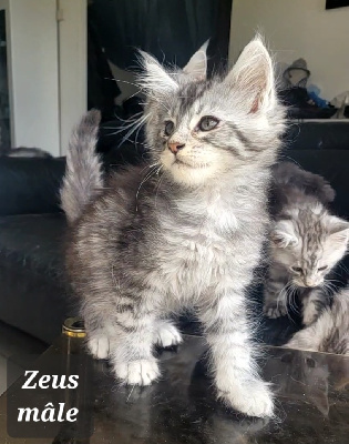 Des Célan D'Or - Chaton disponible  - Maine Coon