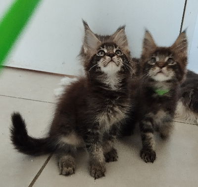 Des Romances Félines - Chaton disponible  - Maine Coon