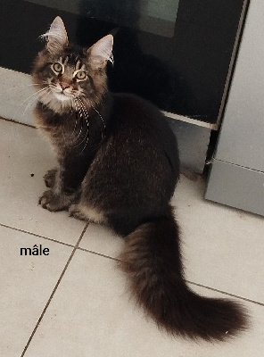 Des Romances Félines - Chaton disponible  - Maine Coon