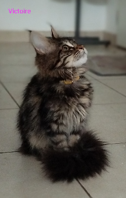 Des Romances Félines - Chaton disponible  - Maine Coon